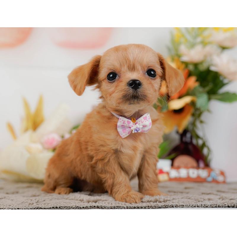 販売中の神奈川県のチワプー:チワワ×トイプードル-433007の11枚目