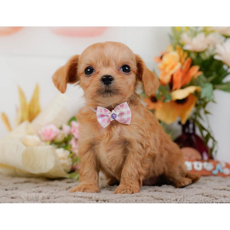 販売中の神奈川県のチワプー:チワワ×トイプードル-433007の9枚目