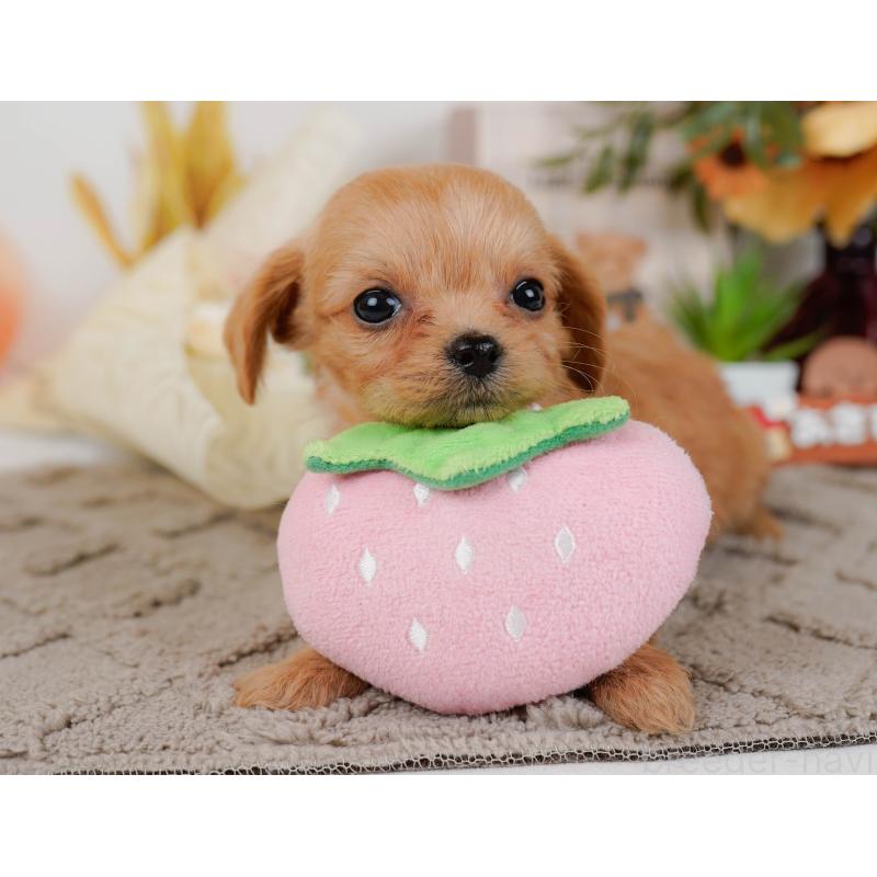 販売中の神奈川県のチワプー:チワワ×トイプードル-433007の8枚目