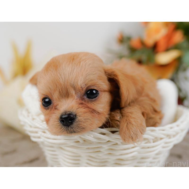 販売中の神奈川県のチワプー:チワワ×トイプードル-433007の7枚目