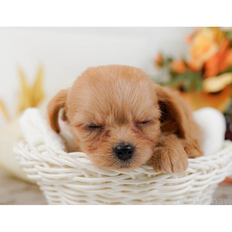 販売中の神奈川県のチワプー:チワワ×トイプードル-433007の6枚目