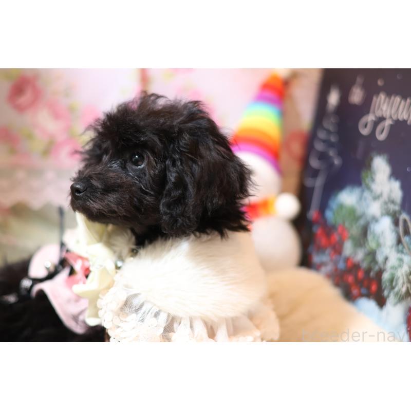 販売中の大阪府のティーカッププードル-432981の4枚目