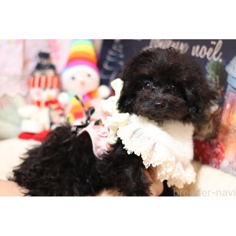 販売中の大阪府のティーカッププードル-432981の3枚目