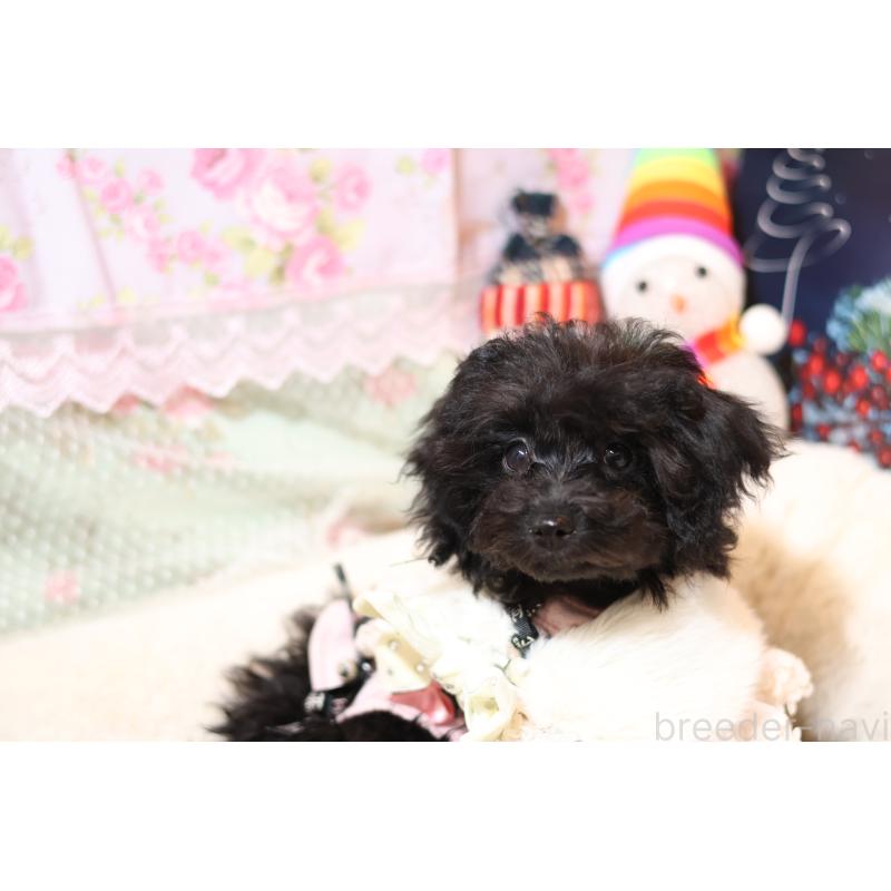 販売中の大阪府のティーカッププードル-432981の2枚目