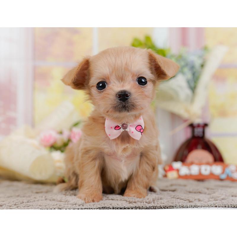 販売中の神奈川県のチワプー:チワワ×トイプードル-433005の13枚目