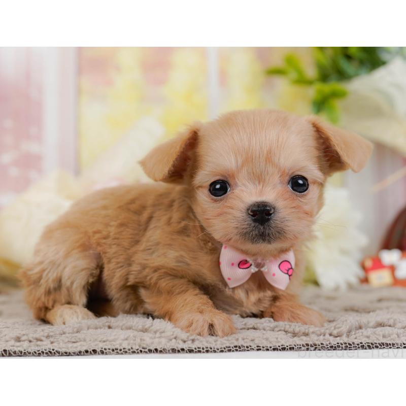 販売中の神奈川県のチワプー:チワワ×トイプードル-433005の12枚目