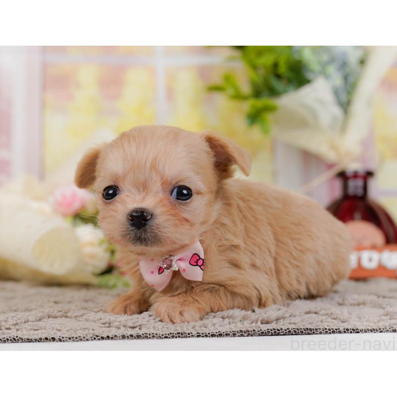 販売中の神奈川県のチワプー:チワワ×トイプードル-433005の10枚目