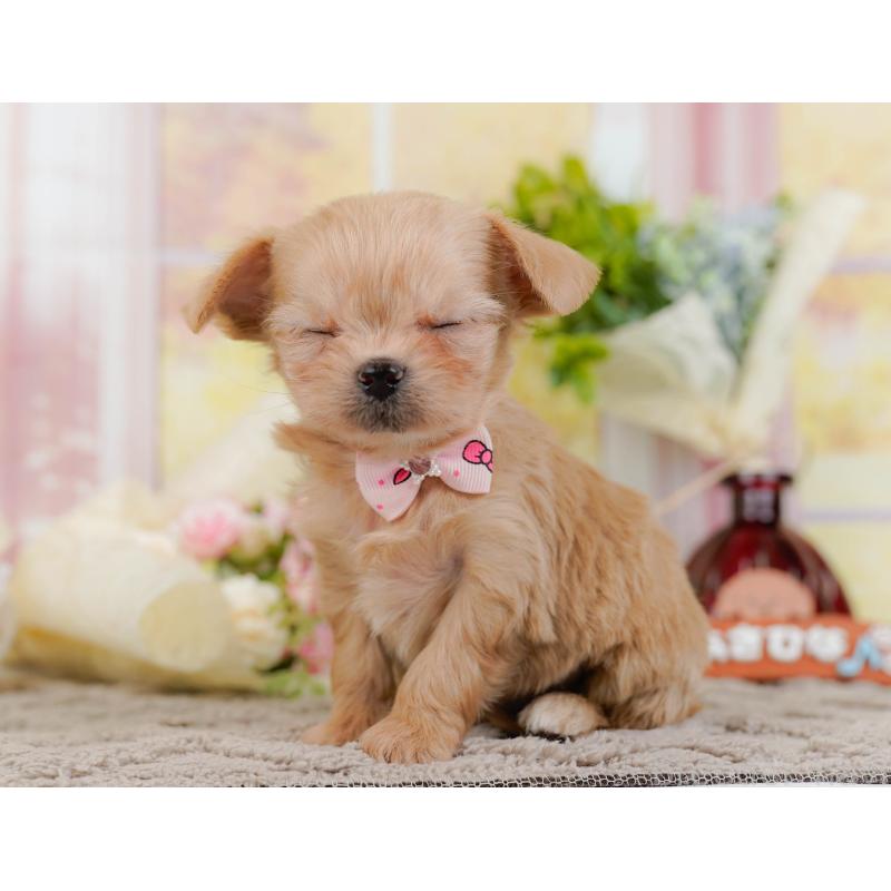 販売中の神奈川県のチワプー:チワワ×トイプードル-433005の8枚目