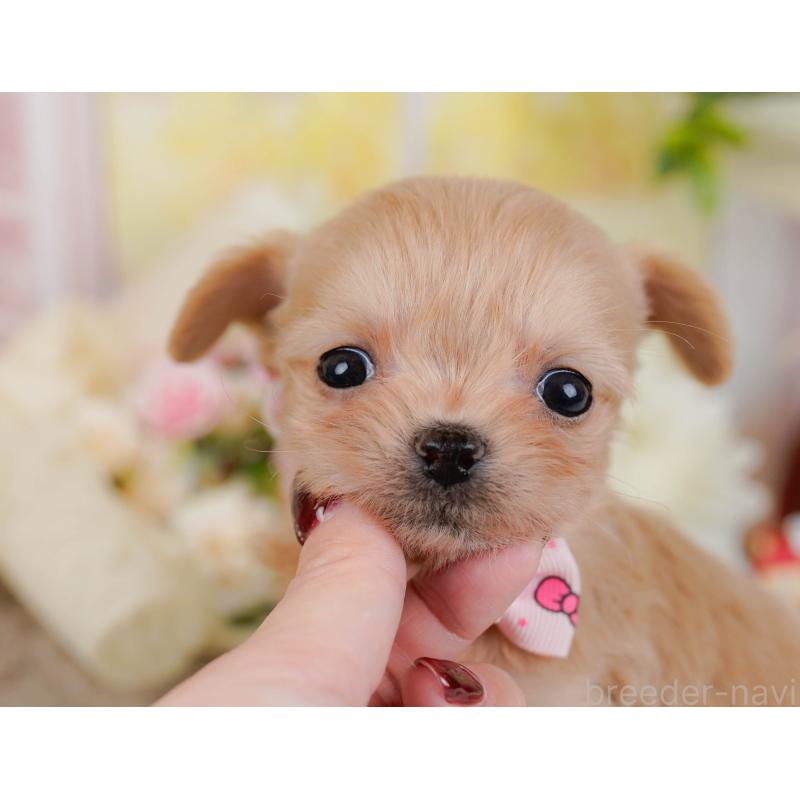 販売中の神奈川県のチワプー:チワワ×トイプードル-433005の7枚目