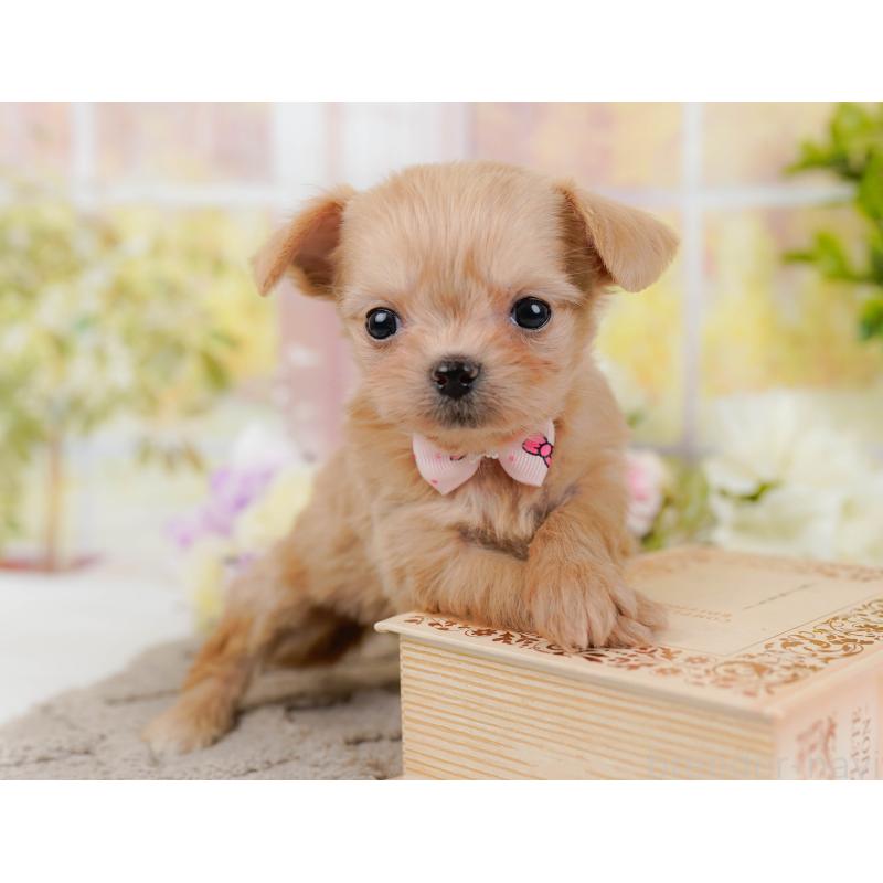 販売中の神奈川県のチワプー:チワワ×トイプードル-433005の6枚目