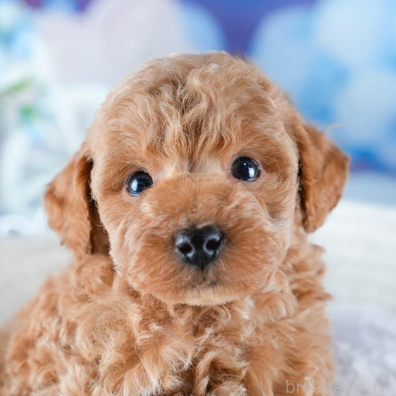 販売中の茨城県のトイプードル-432983