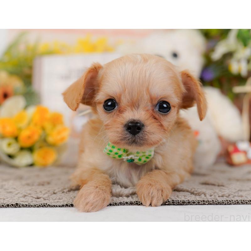 販売中の神奈川県のチワプー:チワワ×トイプードル-433002の13枚目