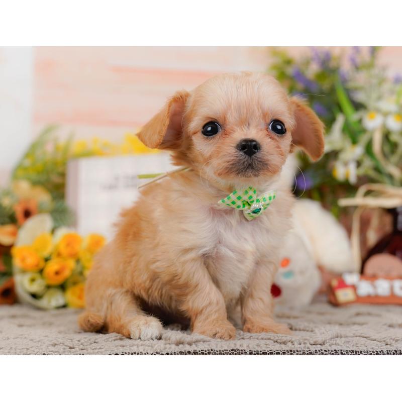 販売中の神奈川県のチワプー:チワワ×トイプードル-433002の12枚目