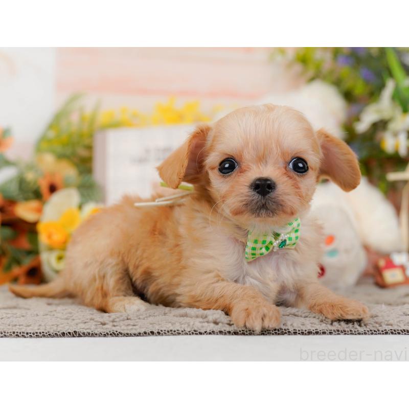 販売中の神奈川県のチワプー:チワワ×トイプードル-433002の11枚目