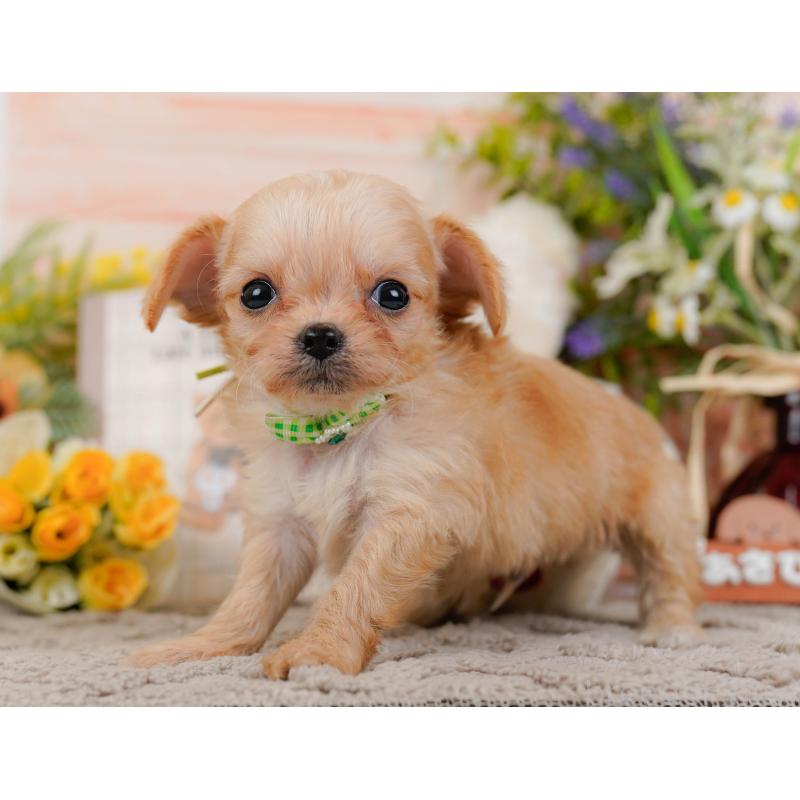 販売中の神奈川県のチワプー:チワワ×トイプードル-433002の10枚目