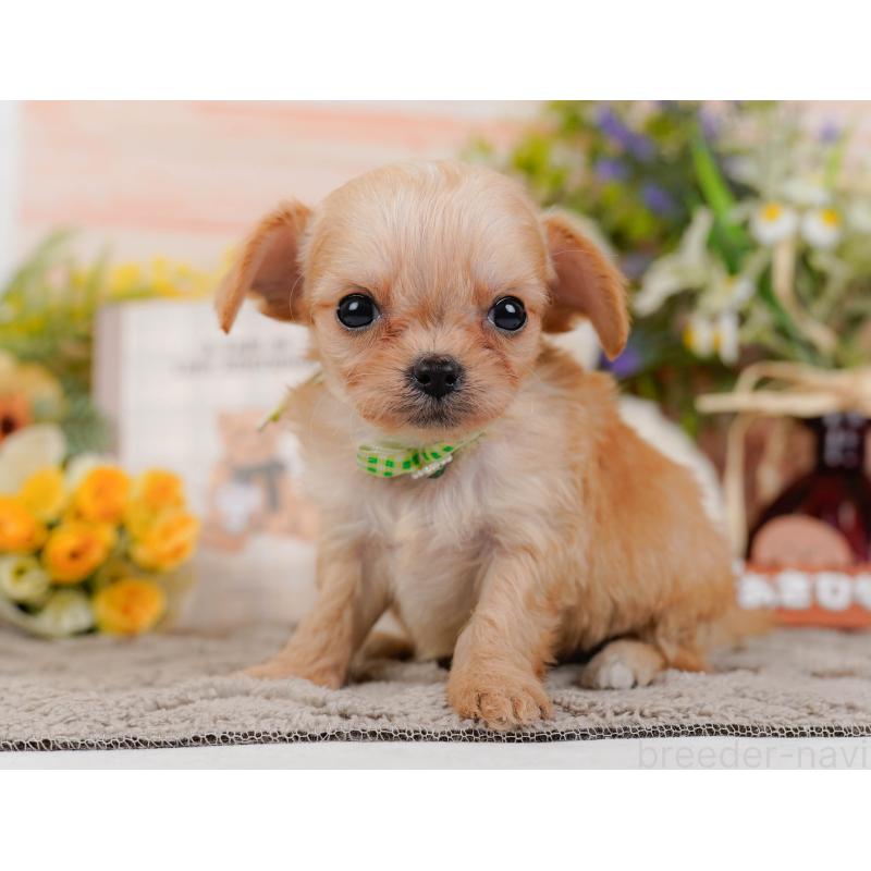 販売中の神奈川県のチワプー:チワワ×トイプードル-433002の9枚目