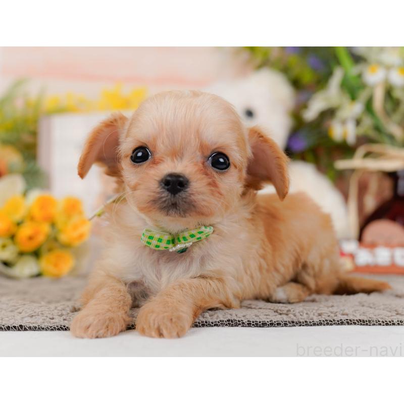 販売中の神奈川県のチワプー:チワワ×トイプードル-433002の8枚目