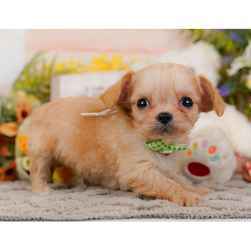 販売中の神奈川県のチワプー:チワワ×トイプードル-433002の7枚目