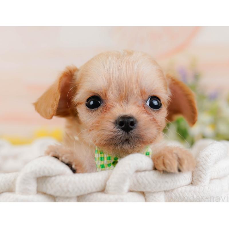 販売中の神奈川県のチワプー:チワワ×トイプードル-433002の6枚目