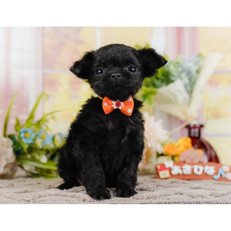 販売中の神奈川県のチワプー:チワワ×トイプードル-433001の13枚目