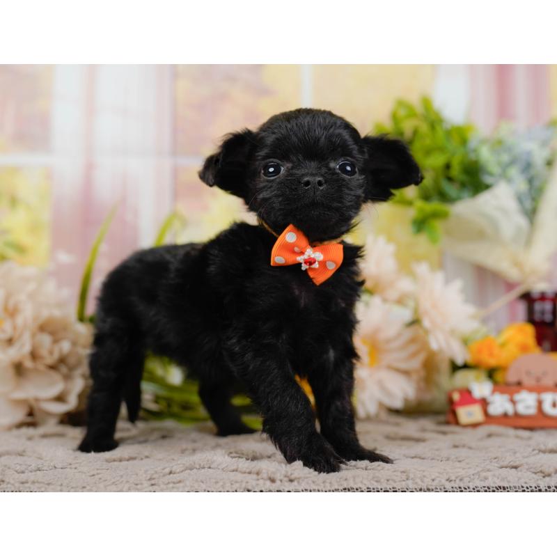 販売中の神奈川県のチワプー:チワワ×トイプードル-433001の12枚目