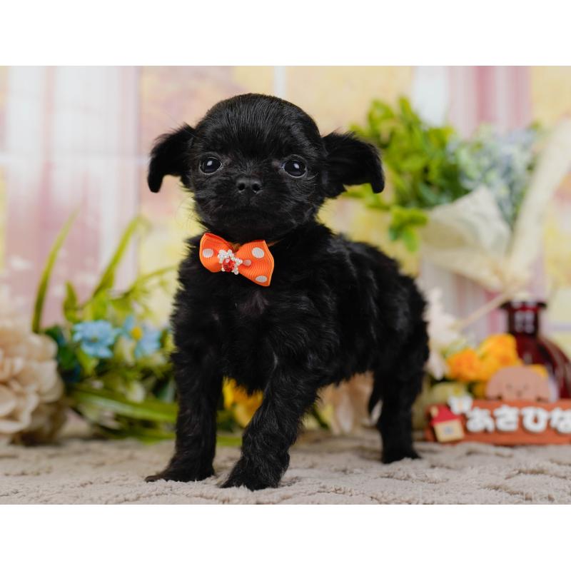 販売中の神奈川県のチワプー:チワワ×トイプードル-433001の11枚目