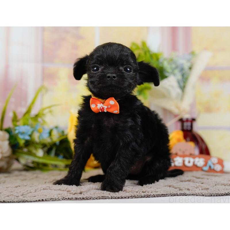 販売中の神奈川県のチワプー:チワワ×トイプードル-433001の10枚目