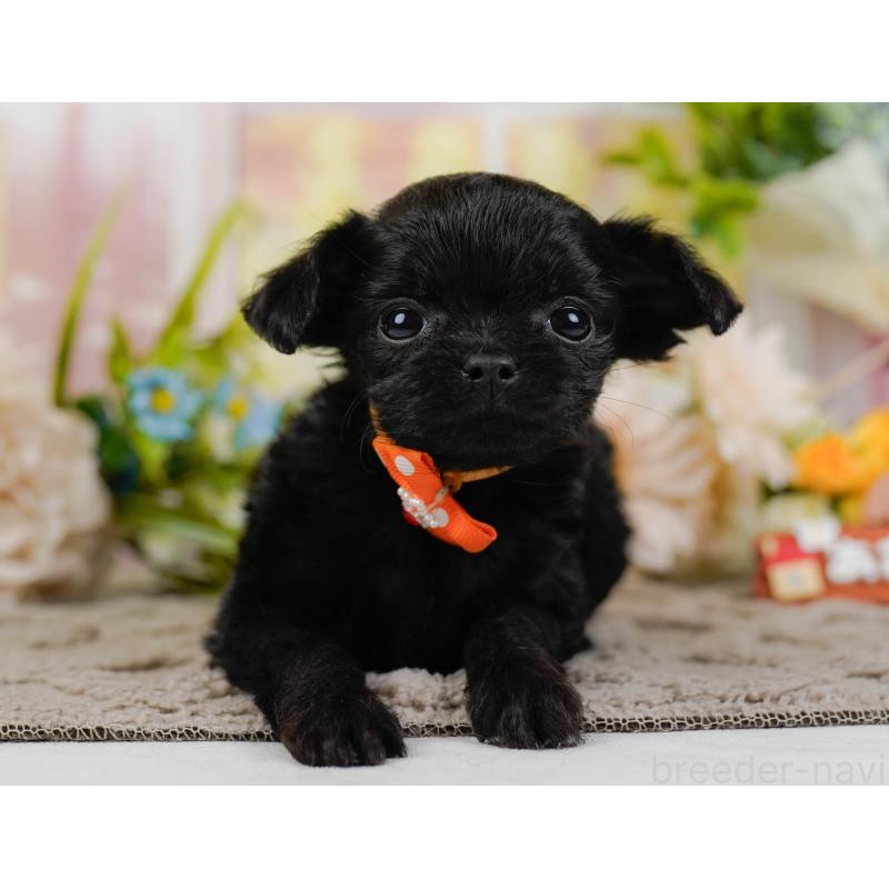 販売中の神奈川県のチワプー:チワワ×トイプードル-433001の9枚目