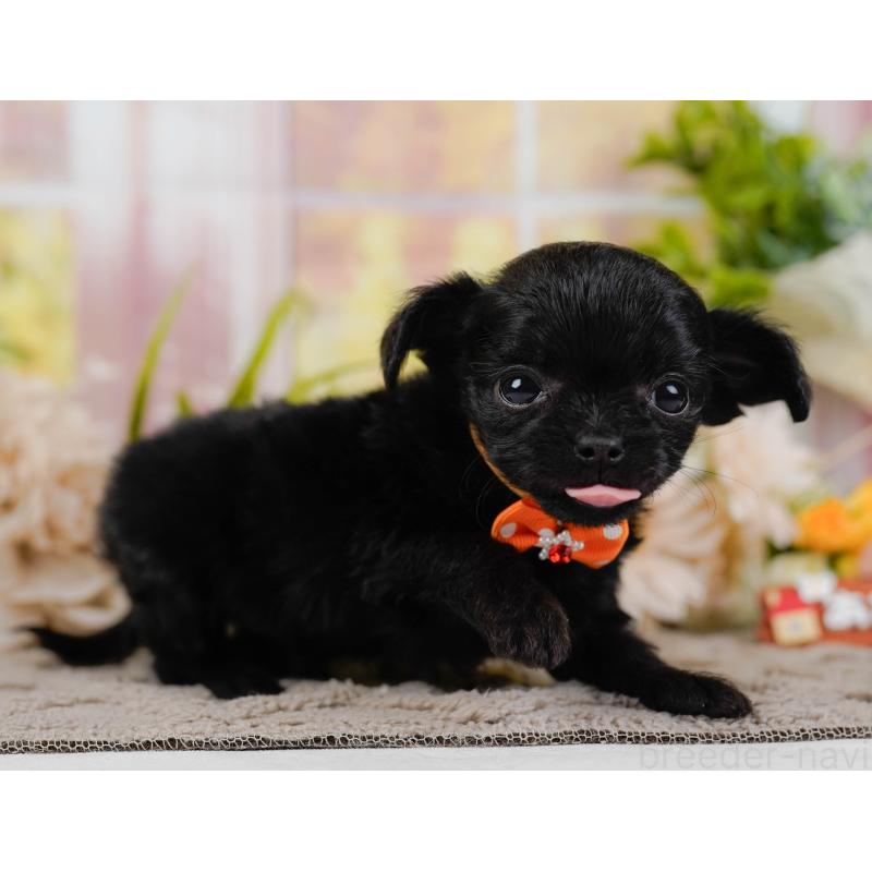 販売中の神奈川県のチワプー:チワワ×トイプードル-433001の8枚目