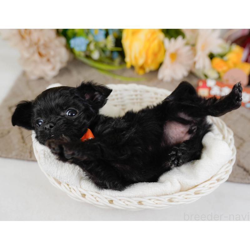 販売中の神奈川県のチワプー:チワワ×トイプードル-433001の7枚目