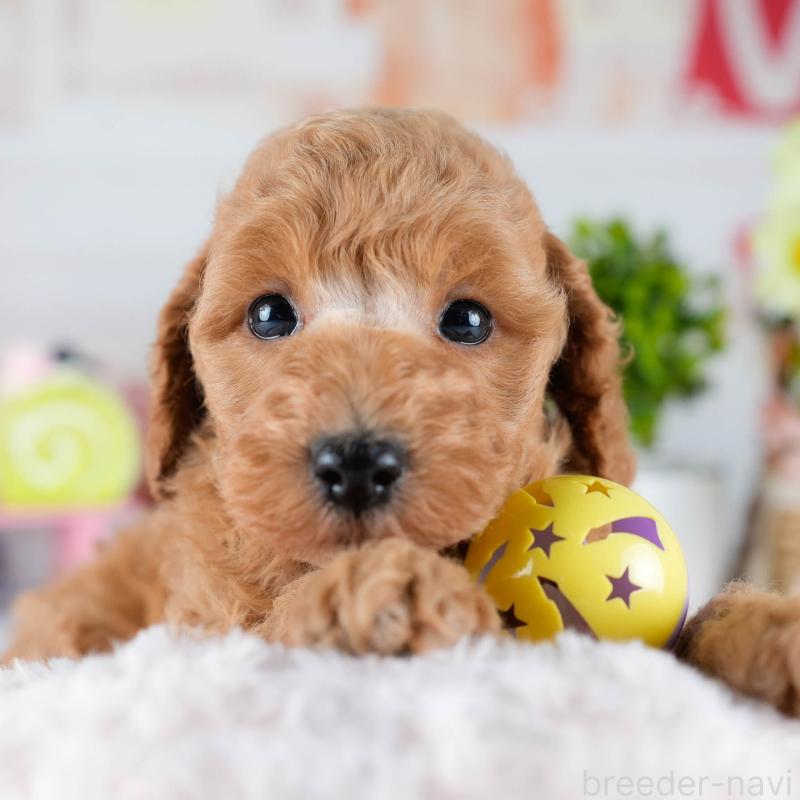 販売中の茨城県のトイプードル-432984