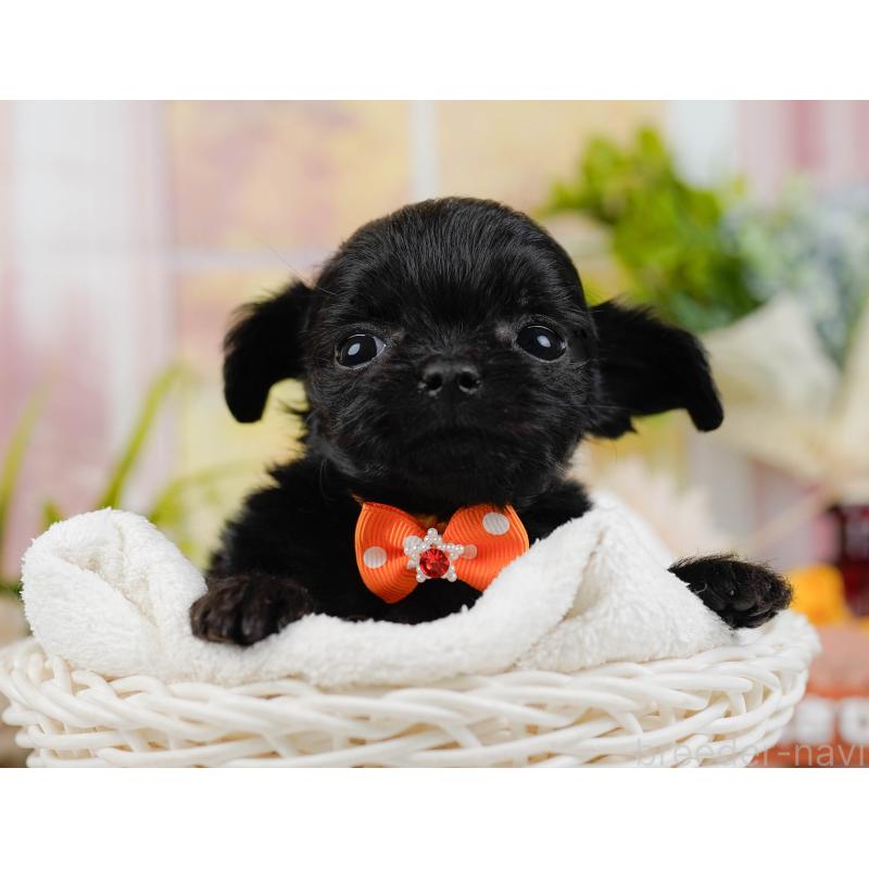 販売中の神奈川県のチワプー:チワワ×トイプードル-433001の6枚目