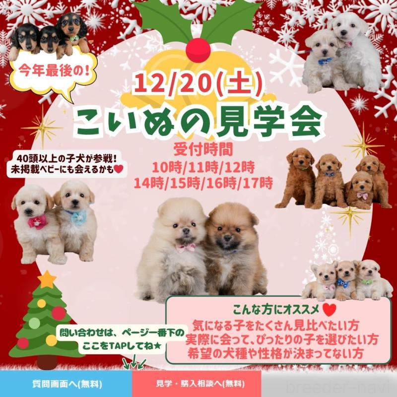 販売中の神奈川県のチワプー:チワワ×トイプードル-433000の22枚目