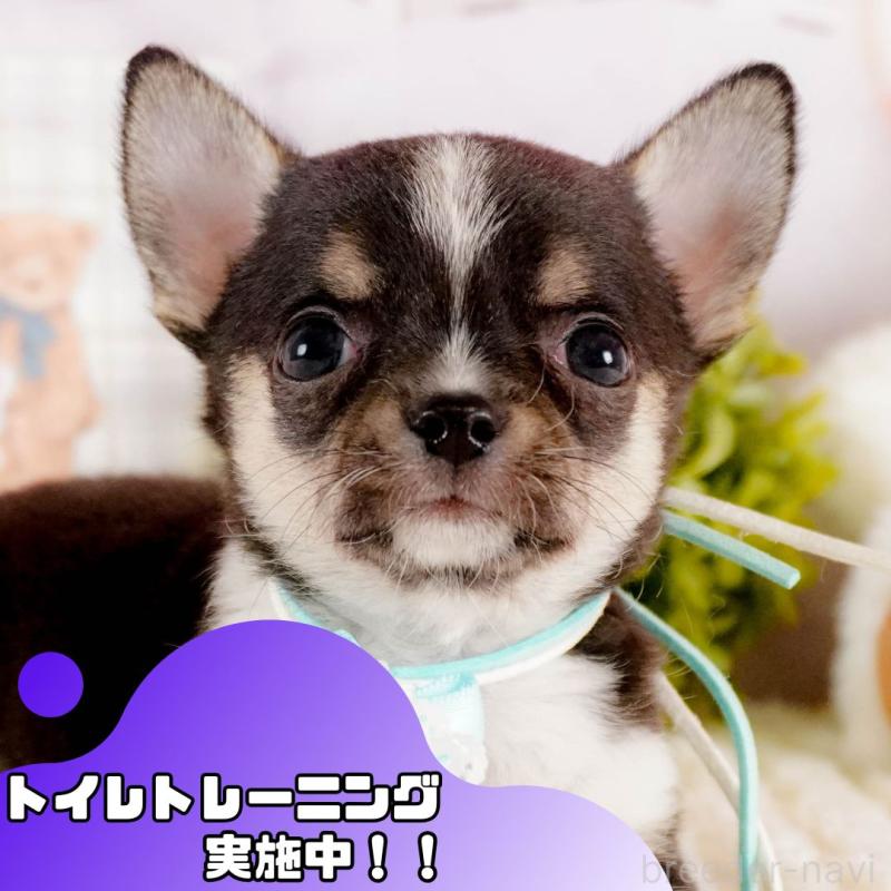 商談中の茨城県のチワワ(スムースコート)-432985の1枚目