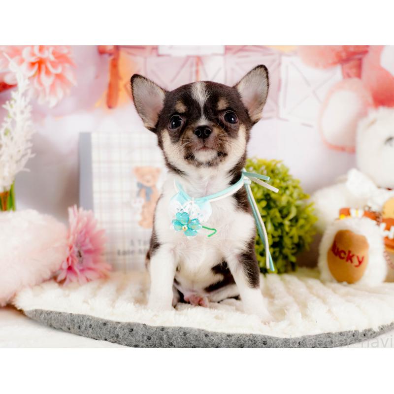 商談中の茨城県のチワワ(スムースコート)-432985の7枚目