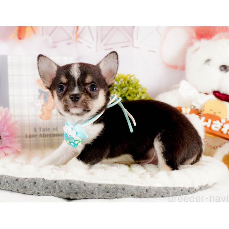 商談中の茨城県のチワワ(スムースコート)-432985の6枚目