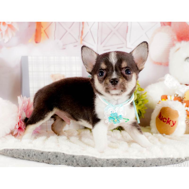 商談中の茨城県のチワワ(スムースコート)-432985の5枚目