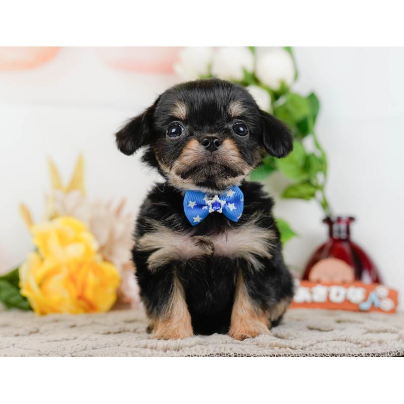 販売中の神奈川県のチワプー:チワワ×トイプードル-433000の13枚目