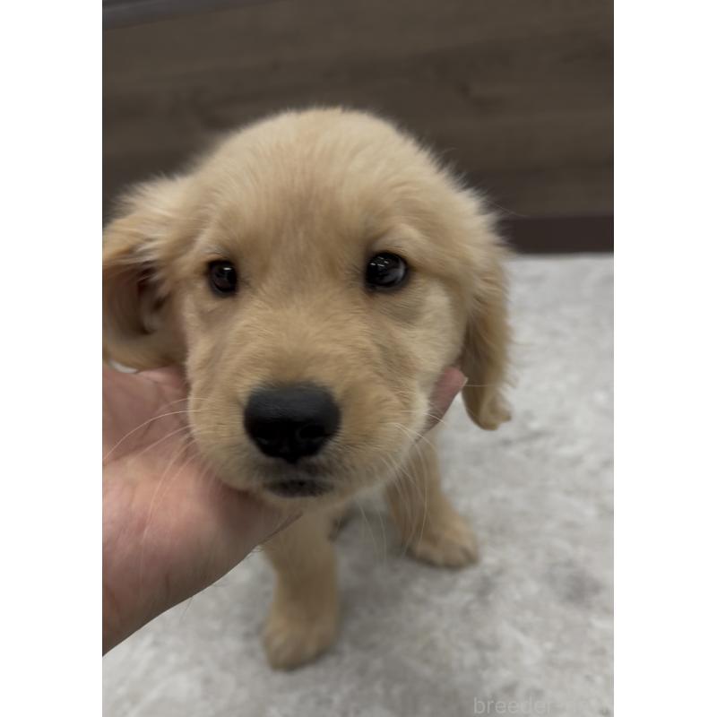 商談中の福岡県のゴールデンレトリーバー-427306の3枚目