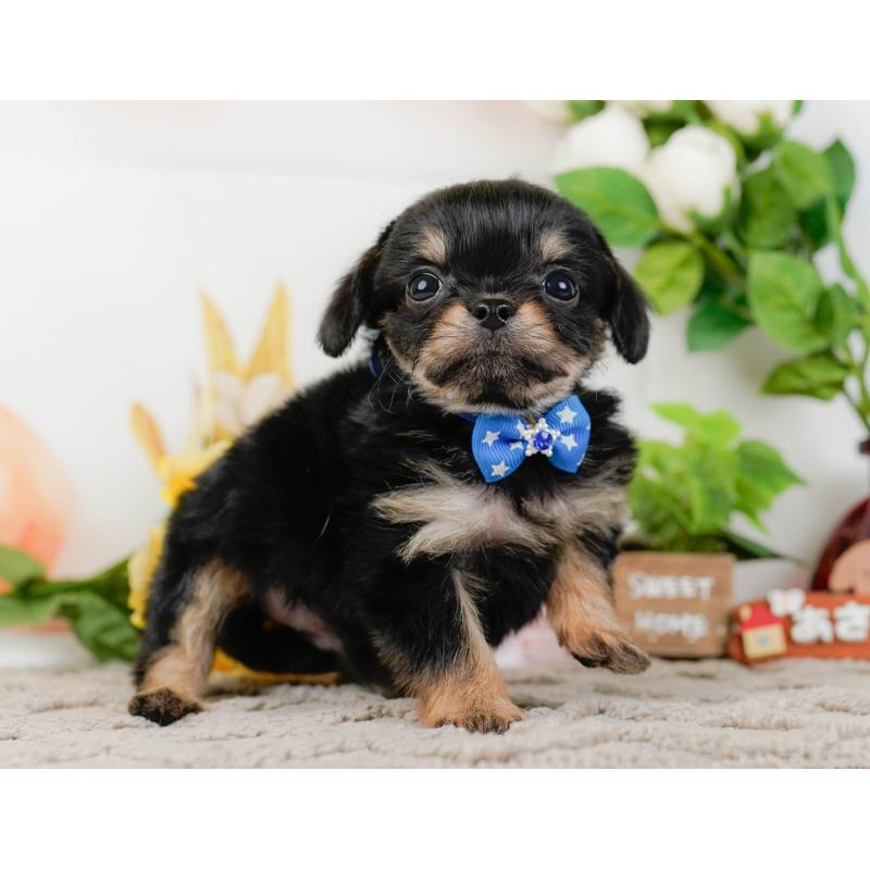 販売中の神奈川県のチワプー:チワワ×トイプードル-433000の12枚目