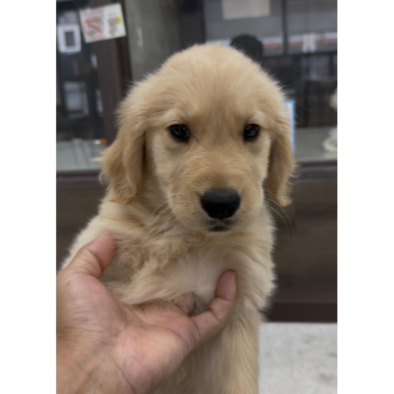 商談中の福岡県のゴールデンレトリーバー-427306の2枚目