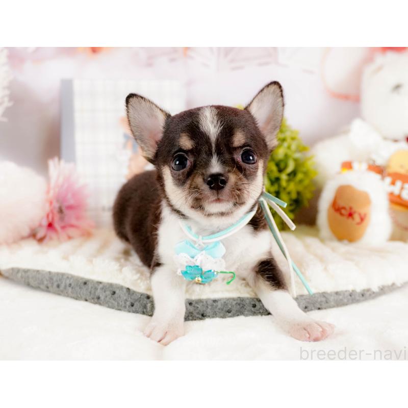 商談中の茨城県のチワワ(スムースコート)-432985の4枚目