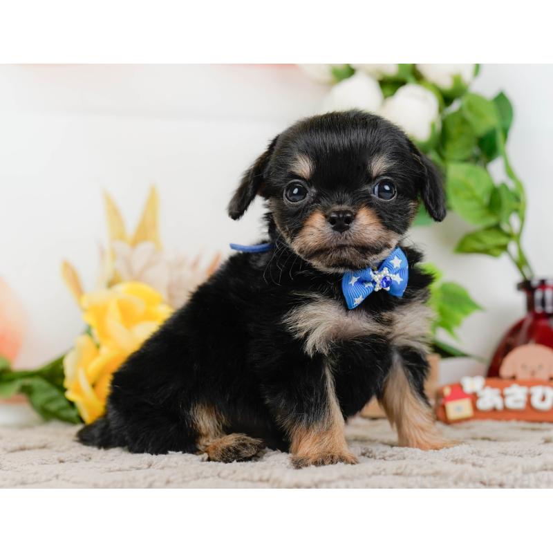 販売中の神奈川県のチワプー:チワワ×トイプードル-433000の11枚目