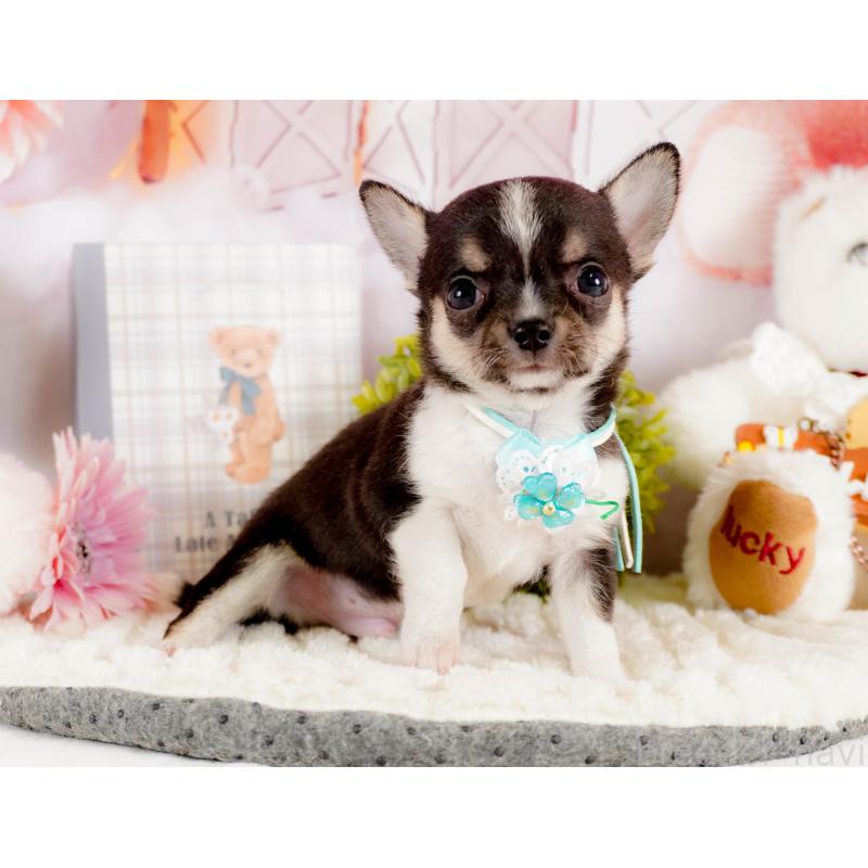 商談中の茨城県のチワワ(スムースコート)-432985の3枚目