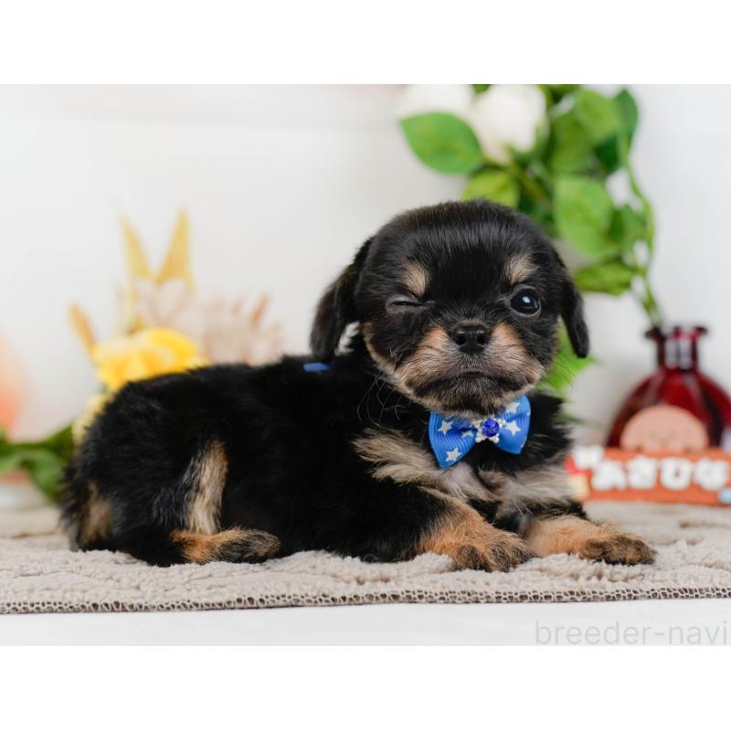 販売中の神奈川県のチワプー:チワワ×トイプードル-433000の10枚目