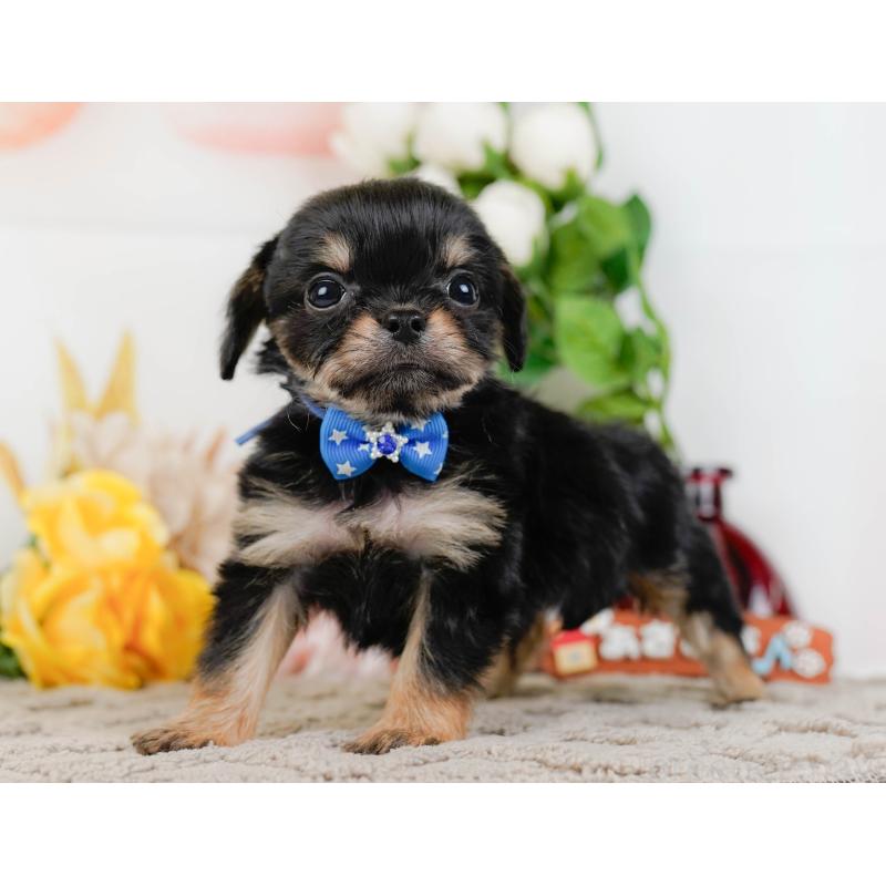 販売中の神奈川県のチワプー:チワワ×トイプードル-433000の9枚目