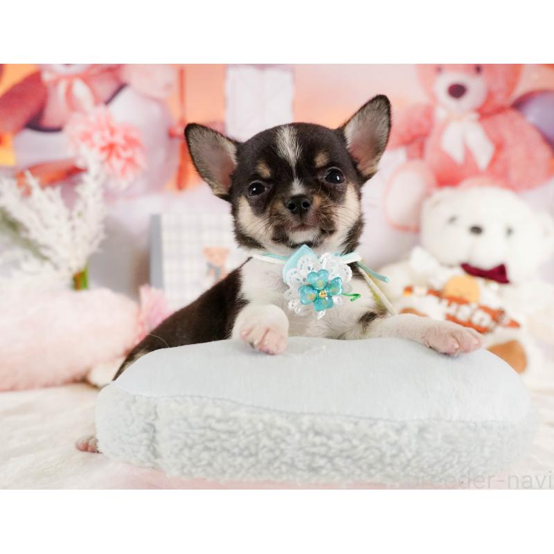 商談中の茨城県のチワワ(スムースコート)-432985の2枚目