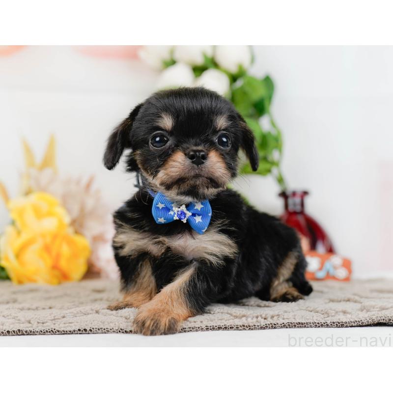 販売中の神奈川県のチワプー:チワワ×トイプードル-433000の8枚目