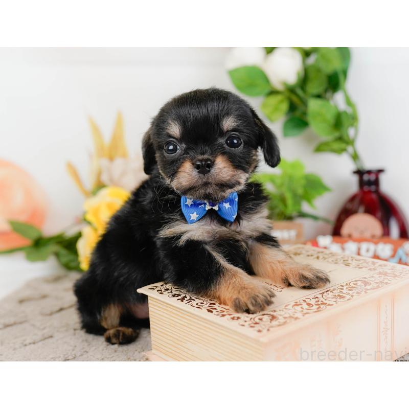 販売中の神奈川県のチワプー:チワワ×トイプードル-433000の7枚目