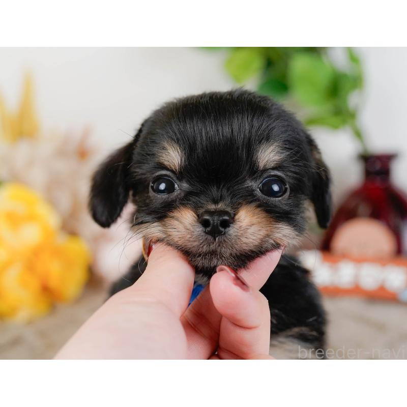 販売中の神奈川県のチワプー:チワワ×トイプードル-433000の6枚目